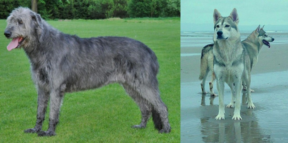 Northern Inuit Dog vs Irish Wolfhound - Breed Comparison