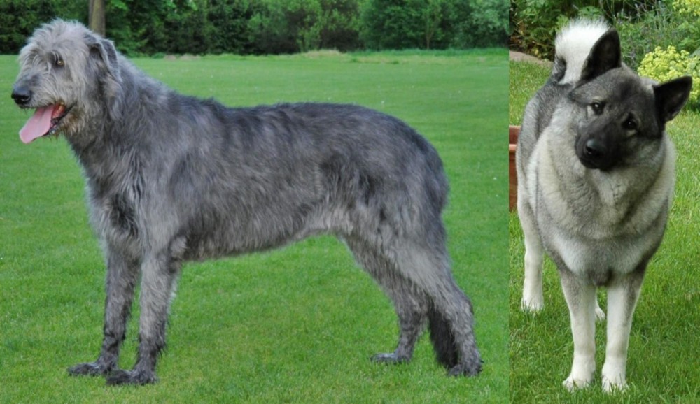 Norwegian Elkhound vs Irish Wolfhound - Breed Comparison