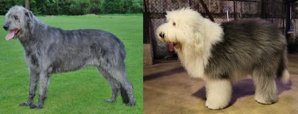 Old English Sheepdog vs Irish Wolfhound - Breed Comparison