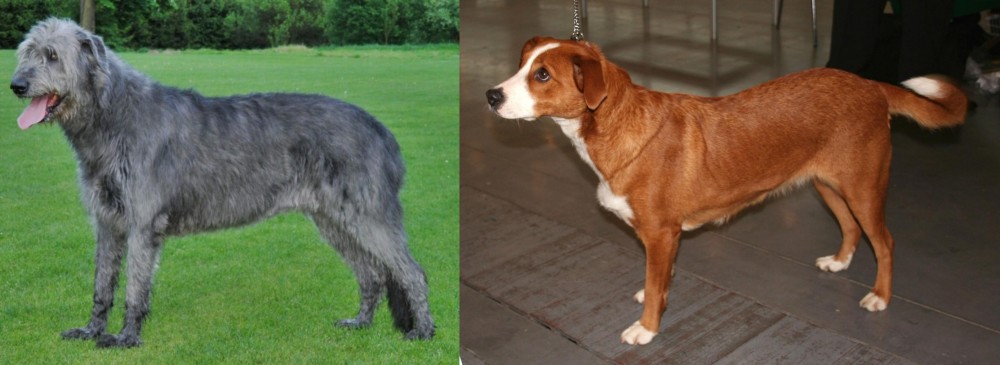 Osterreichischer Kurzhaariger Pinscher vs Irish Wolfhound - Breed Comparison