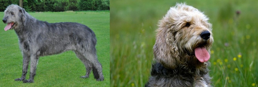 Otterhound vs Irish Wolfhound - Breed Comparison