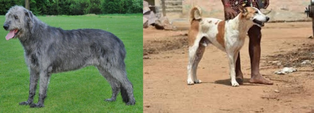 Pandikona vs Irish Wolfhound - Breed Comparison