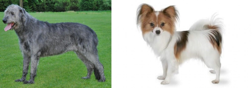 Papillon vs Irish Wolfhound - Breed Comparison