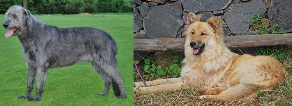 Pastor Garafiano vs Irish Wolfhound - Breed Comparison