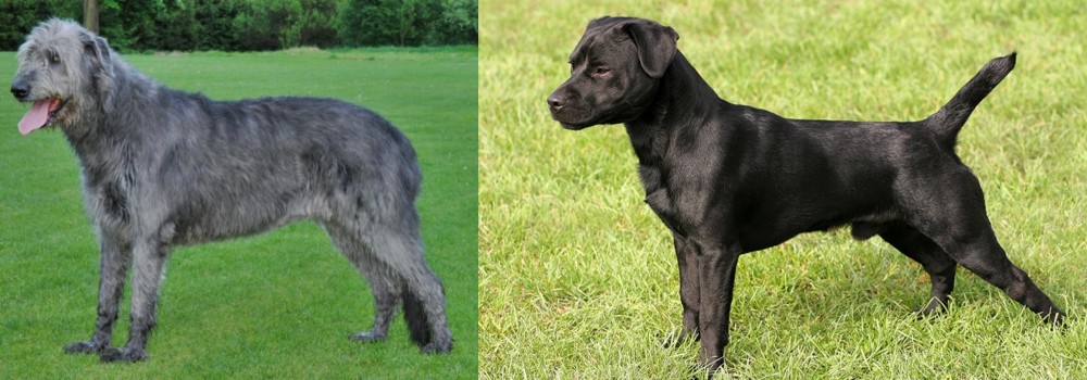 Patterdale Terrier vs Irish Wolfhound - Breed Comparison