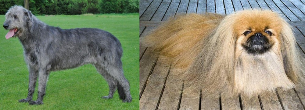 Pekingese vs Irish Wolfhound - Breed Comparison