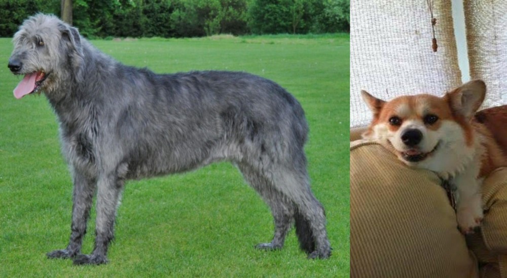 Pembroke Welsh Corgi vs Irish Wolfhound - Breed Comparison
