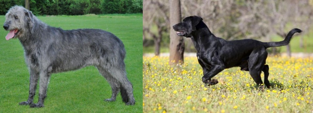 Perro de Pastor Mallorquin vs Irish Wolfhound - Breed Comparison