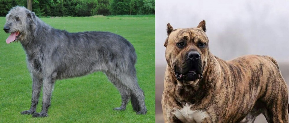 Perro de Presa Canario vs Irish Wolfhound - Breed Comparison