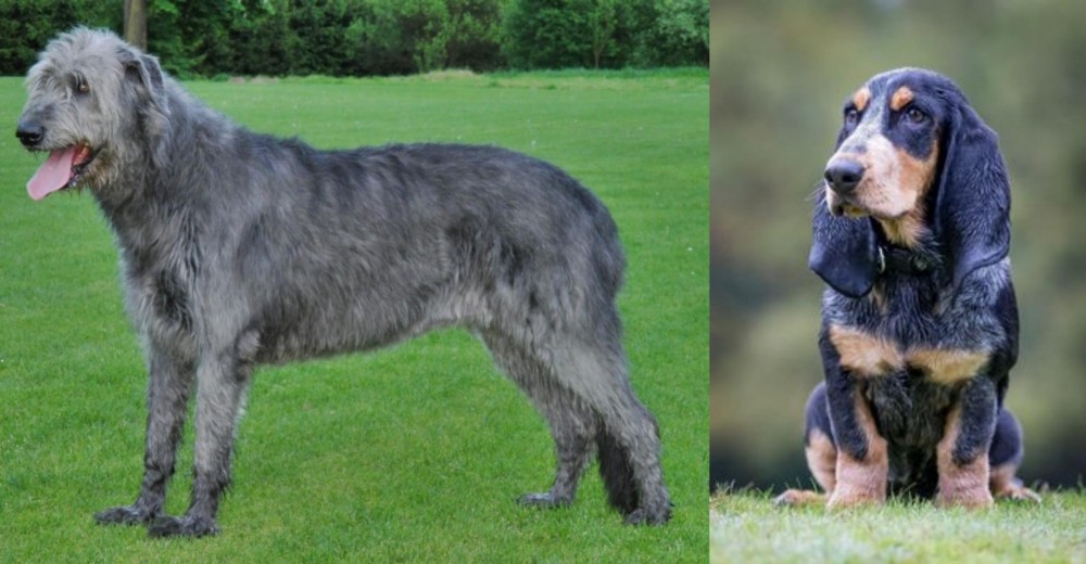 Petit Bleu de Gascogne vs Irish Wolfhound - Breed Comparison