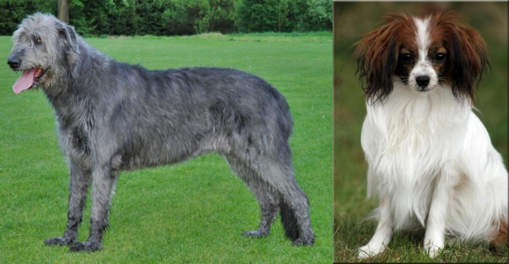 Phalene vs Irish Wolfhound - Breed Comparison