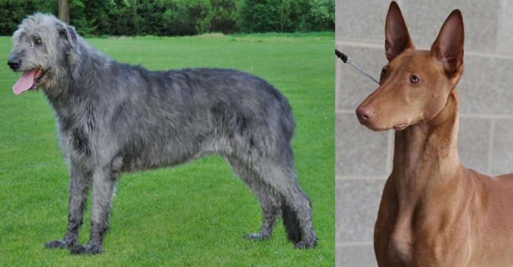 Pharaoh Hound vs Irish Wolfhound - Breed Comparison