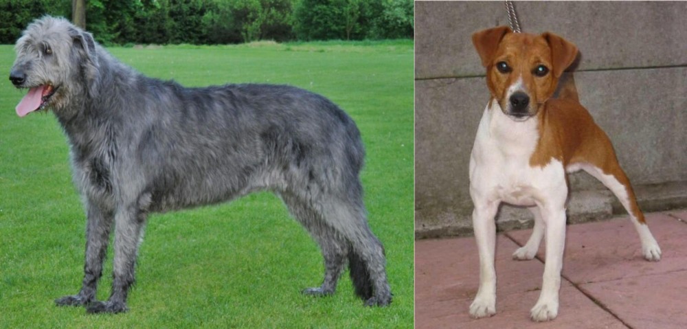 Plummer Terrier vs Irish Wolfhound - Breed Comparison