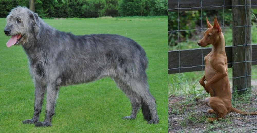 Podenco Andaluz vs Irish Wolfhound - Breed Comparison