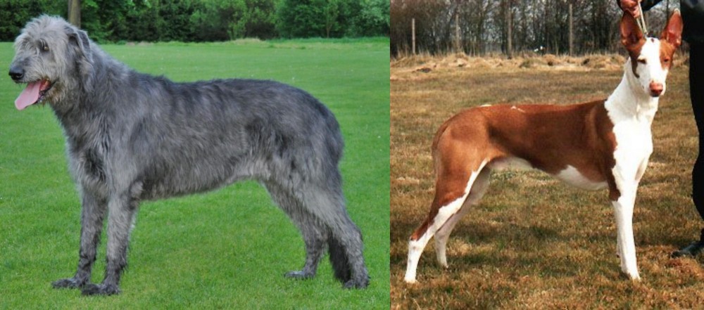 Podenco Canario vs Irish Wolfhound - Breed Comparison