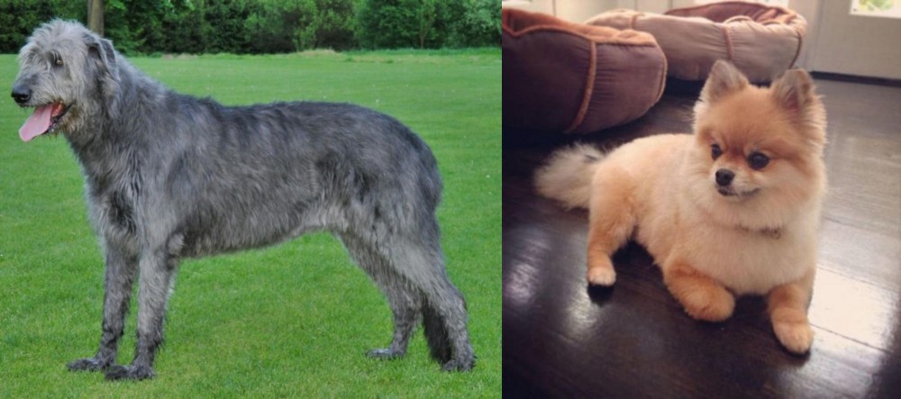 Pomeranian vs Irish Wolfhound - Breed Comparison