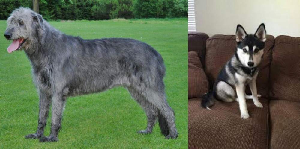 Pomsky vs Irish Wolfhound - Breed Comparison
