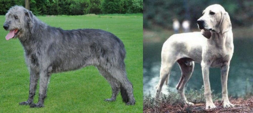 Porcelaine vs Irish Wolfhound - Breed Comparison