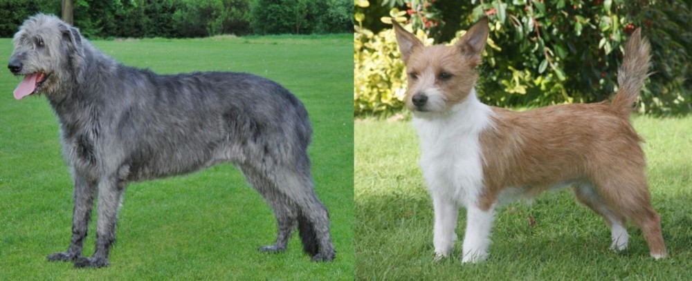 Portuguese Podengo vs Irish Wolfhound - Breed Comparison