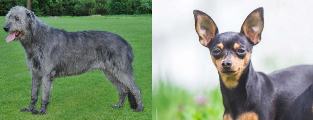 Prazsky Krysarik vs Irish Wolfhound - Breed Comparison