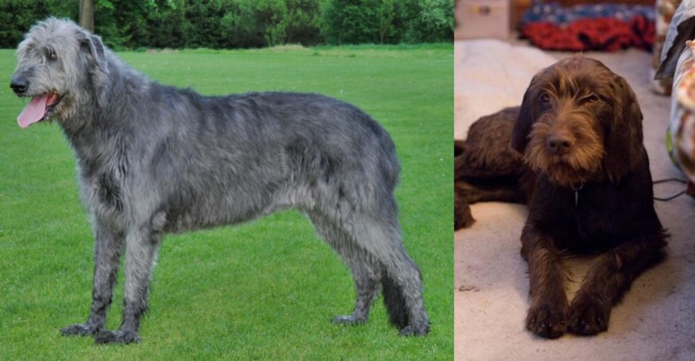 Pudelpointer vs Irish Wolfhound - Breed Comparison