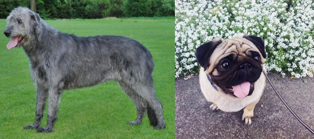 Pug vs Irish Wolfhound - Breed Comparison