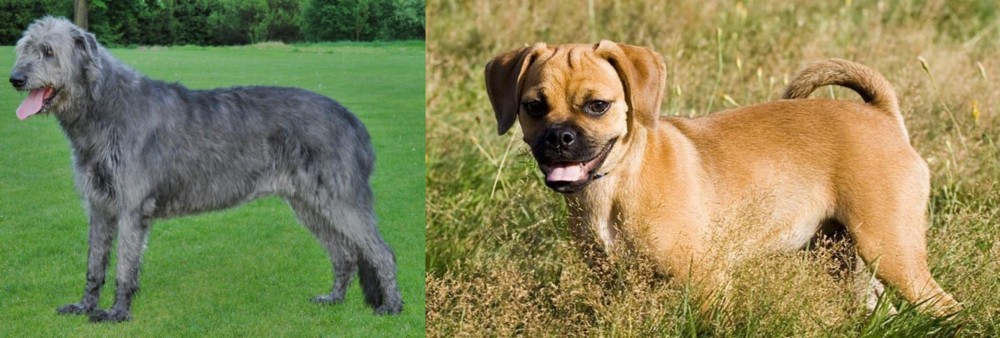 Puggle vs Irish Wolfhound - Breed Comparison