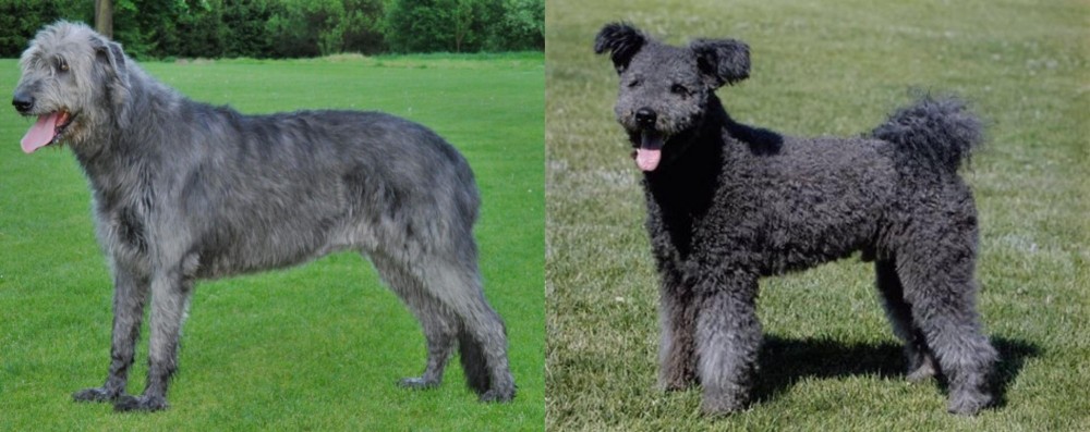 Pumi vs Irish Wolfhound - Breed Comparison