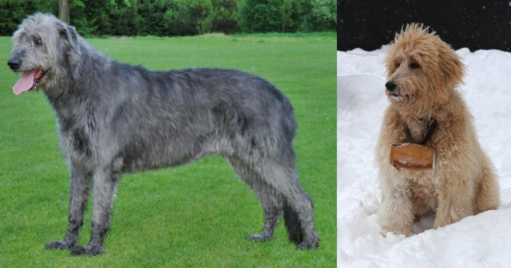 Pyredoodle vs Irish Wolfhound - Breed Comparison