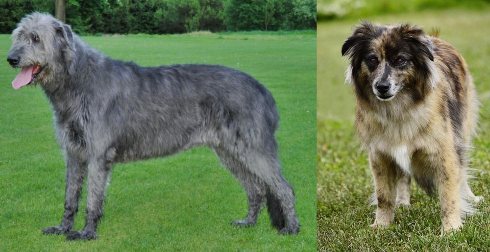 Pyrenean Shepherd vs Irish Wolfhound - Breed Comparison