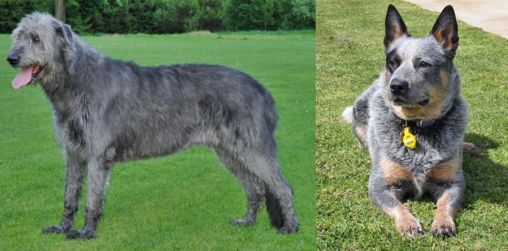 Queensland Heeler vs Irish Wolfhound - Breed Comparison