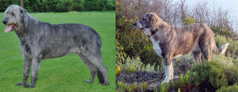 Rafeiro do Alentejo vs Irish Wolfhound - Breed Comparison