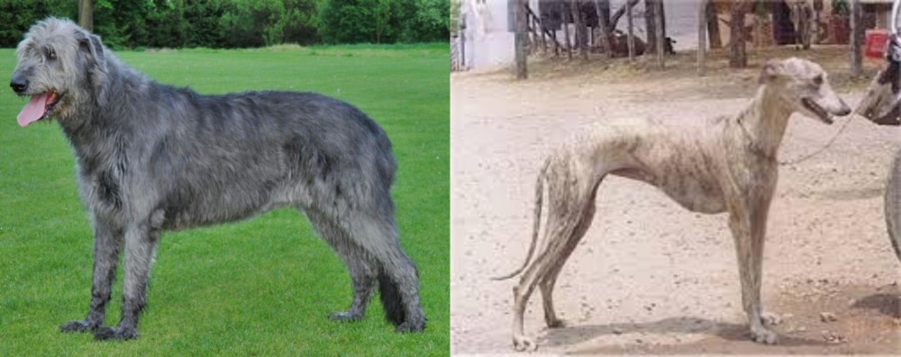 Rampur Greyhound vs Irish Wolfhound - Breed Comparison