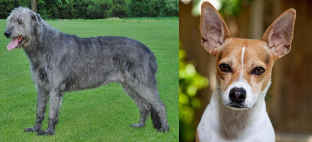 Rat Terrier vs Irish Wolfhound - Breed Comparison