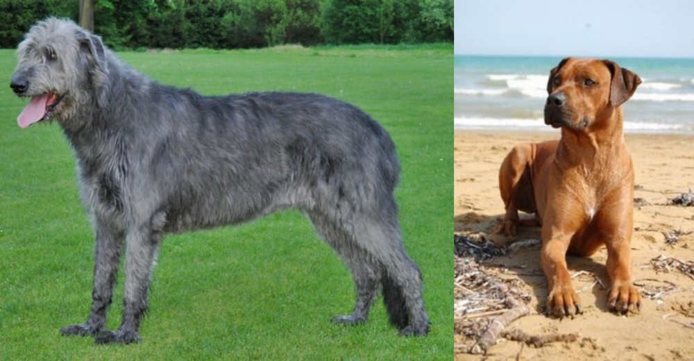 Rhodesian Ridgeback vs Irish Wolfhound - Breed Comparison