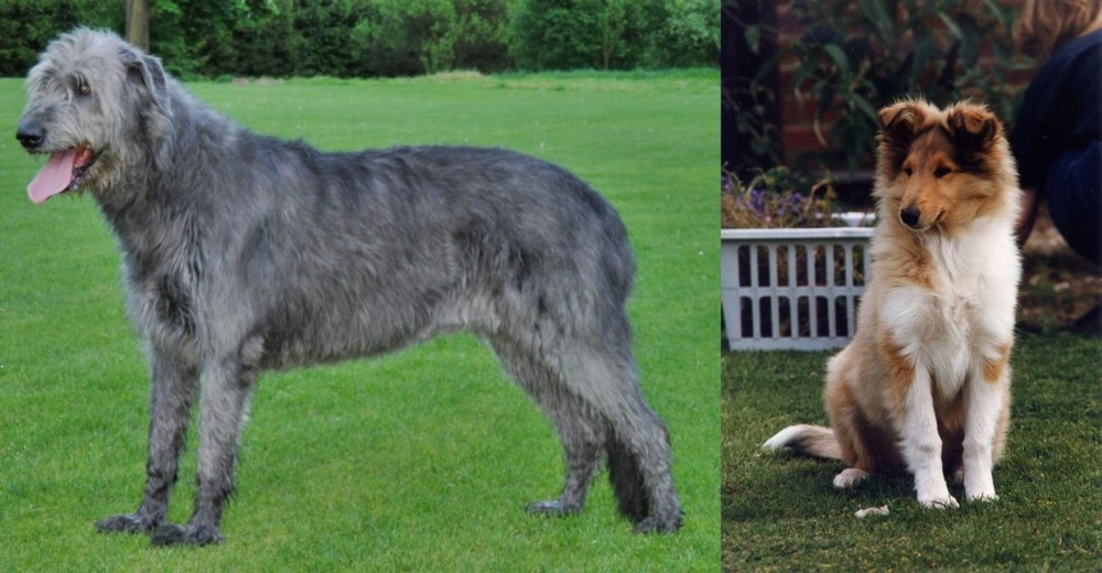 Rough Collie vs Irish Wolfhound - Breed Comparison