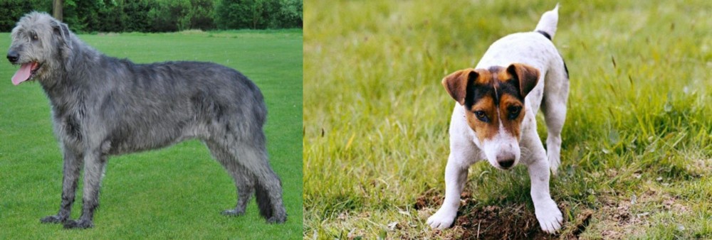 Russell Terrier vs Irish Wolfhound - Breed Comparison