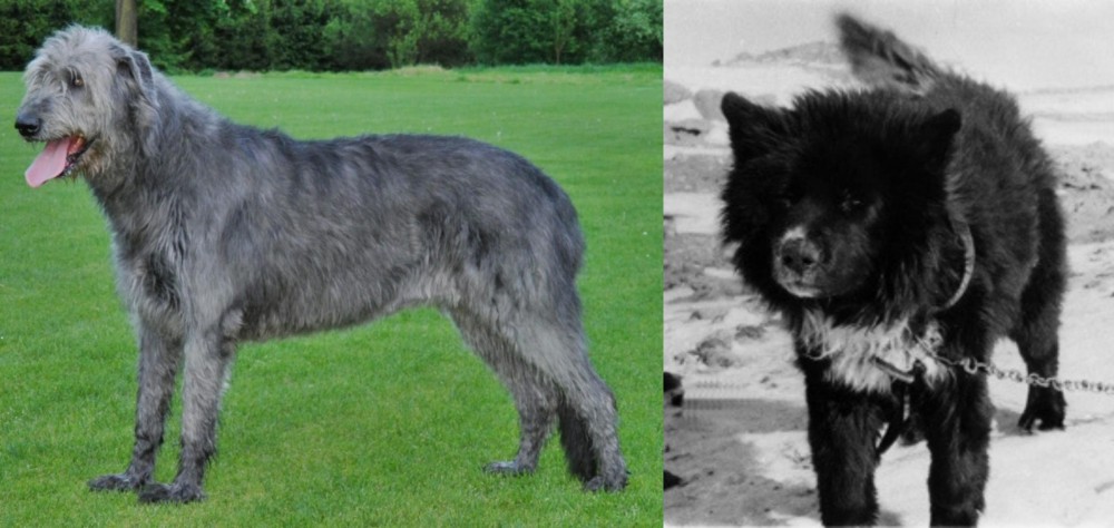 Sakhalin Husky vs Irish Wolfhound - Breed Comparison