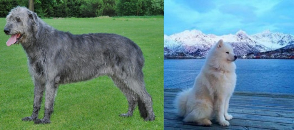 Samoyed vs Irish Wolfhound - Breed Comparison