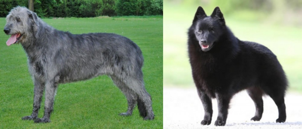 Schipperke vs Irish Wolfhound - Breed Comparison