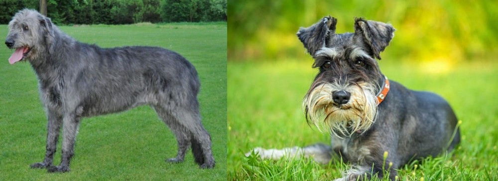 Schnauzer vs Irish Wolfhound - Breed Comparison