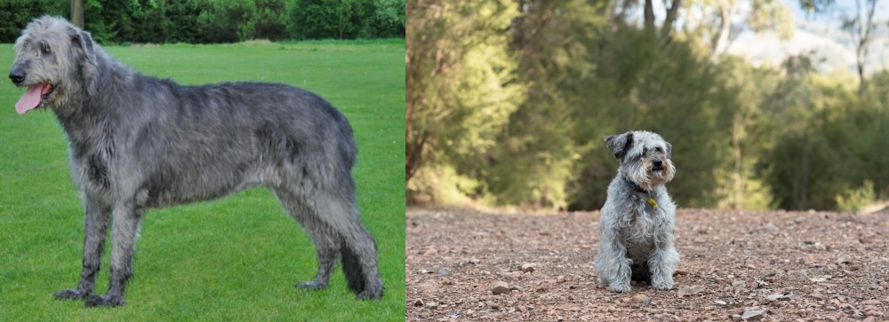 Schnoodle vs Irish Wolfhound - Breed Comparison