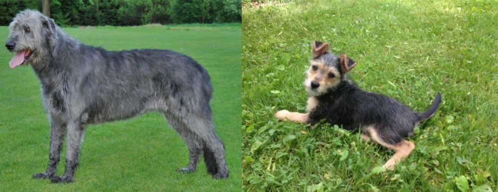 Schnorkie vs Irish Wolfhound - Breed Comparison