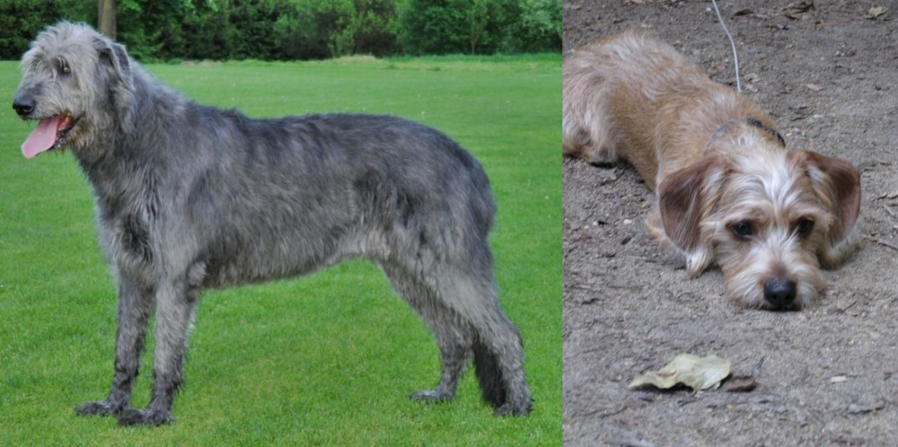 Schweenie vs Irish Wolfhound - Breed Comparison