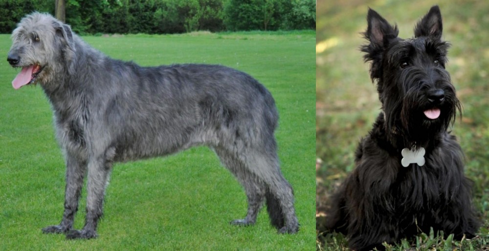 Scoland Terrier vs Irish Wolfhound - Breed Comparison