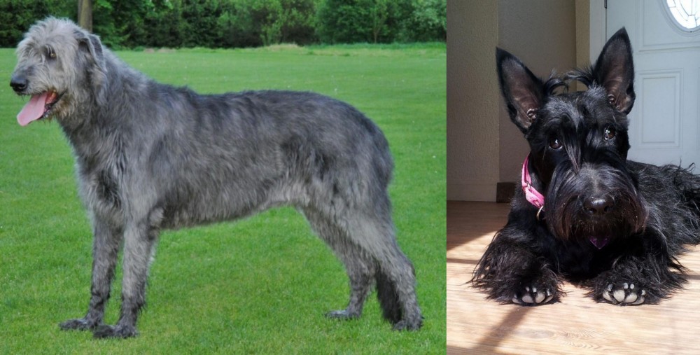 Scottish Terrier vs Irish Wolfhound - Breed Comparison