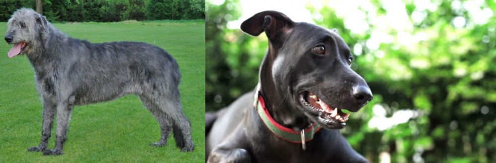 Shepard Labrador vs Irish Wolfhound - Breed Comparison
