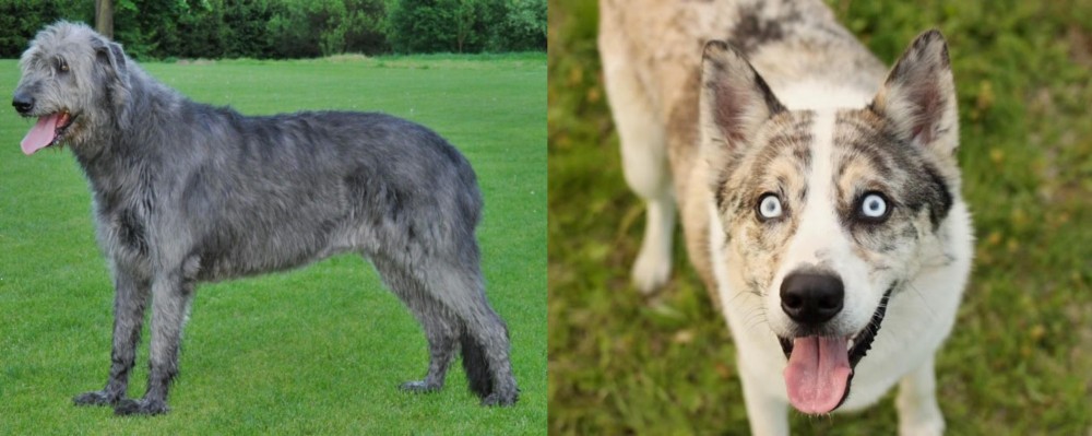 Shepherd Husky vs Irish Wolfhound - Breed Comparison