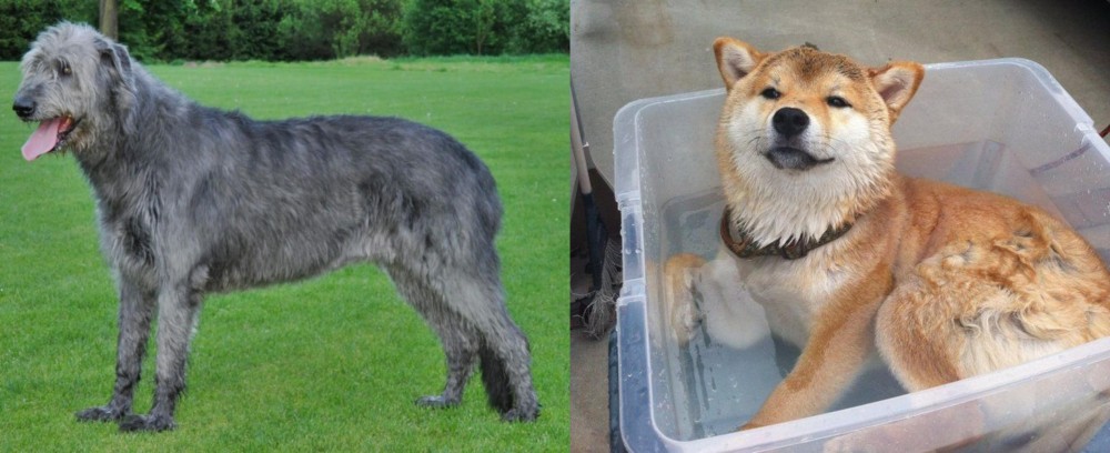 Shiba Inu vs Irish Wolfhound - Breed Comparison