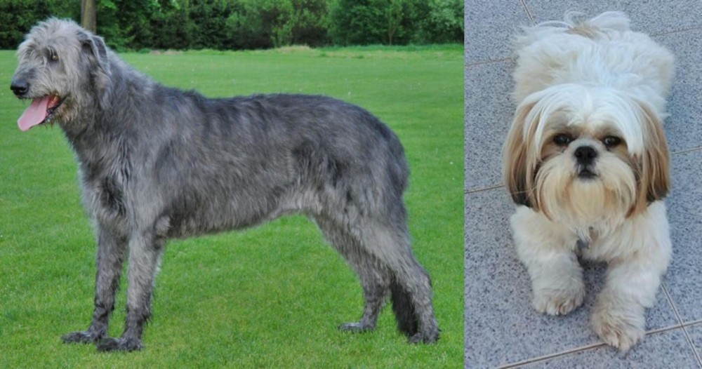 Shih Tzu vs Irish Wolfhound - Breed Comparison